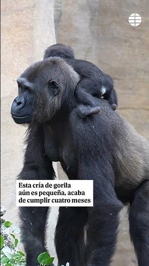 Ernie da sus primeros pasos en Fuengirola: la esperanza para su especie en peligro