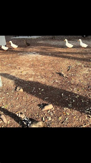 i miss u rupert boy!