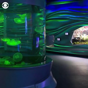 4.4K views · 83 reactions | Methuselah is the oldest person mentioned in the Bible, said to have lived to be 969 years old. It may not be quite that ancient, but a primitive creature living in a San Francisco museum, named after the biblical character, is believed to be the oldest living aquarium fish in the world. | CBS Evening News | Facebook