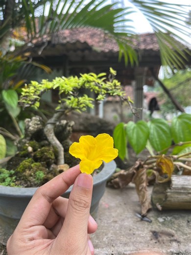 1.1K views | Flowers Firecrackers Experiment #Diwali #experiment #diy #faceebookreels #rocket #idea #knowledge #tecnology #shareideas #reelschallenge #entertainment #firecrakers #trandingreels #simpleexperiment #crafts #shares #homedecor #trandingreels @sorotan | Oppenheimer Jr. | Facebook
