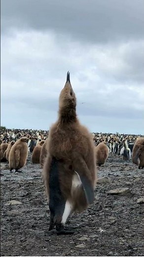 🐧❤️🦭 The Molting Process of Emperor Penguins 🌊