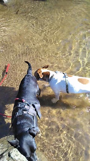 2K views · 23 reactions | Cooling off after 3 hour walk. | Bobby Guillaume | Facebook