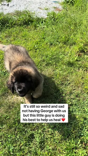 Healing me one little hippity hop at a time. #leonberger #bigdog #puppytiktok #fyp