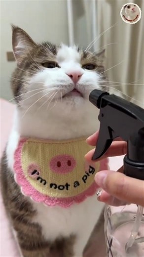 Gatos têm Sede? 😽💧