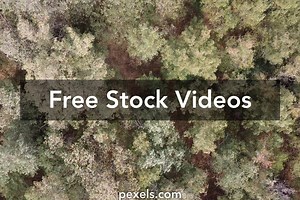 Tree Background Videos, Download The BEST Free 4k Stock Video Footage & Tree Background HD Video Clips