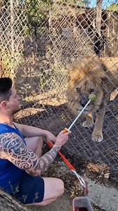 Clicker Training Insights 🥎🦁 We are impressed with how fast our lions learn! They are making really good progress thanks to our eager staff and volunteers who train with the big cats on a regular basis. 🙌 Targeting in the clicker training helps us to move animals from one section of their enclosure to the other (in order to lock gates and clean the section that is now empty) without stressing or even scaring them. Moreover, clicker training provides mental and physical stimulation that contri