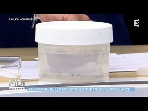 ANIMAUX & NATURE : En Camargue, les moustiques sont sous surveillance