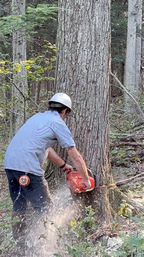 Billy Felling Maple with the Husqvarna 372XP