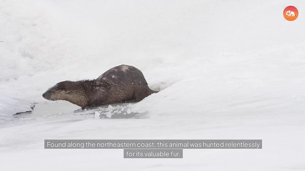 These 12 U.S. Animals Disappeared! What Really Happened?