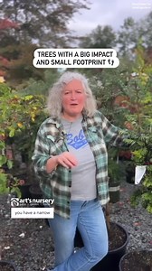 Looking to make a big impact in your small garden? Check out these columnar trees with a small footprint: * Sorbus aucuparia ‘Fastigiata’: Stunning Pyramidal Mountain Ash with showy fall berries. * Parrotia Persian Spire: Gorgeous Ironwood with vibrant fall colours that last. * Fagus sylvatica Dawyck Purple: Tall and stately Columnar Beech with a compact size. * Chionanthus Retusus Tokyo Tower: Delicate fringetree with beautiful spring flowers and blue-blackberries in the fall. #smallgardendesig