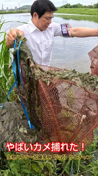 やばいカメ捕れた！カミツキガメ捕獲調査2025！〇〇ガメでさらに… ≫ 生物ハンター加藤英明【公式】かとチャン