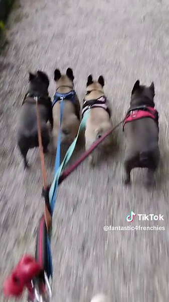 Tout savoir sur les bulldogs français