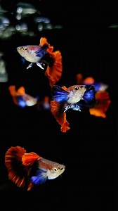 29K views · 939 reactions | Its most famous characteristic is its propensity for breeding, and it can breed in both freshwater and marine aquaria. Guppies prefer water temperatures around 22.2–26.1 °C (72–79 °F) for reproduction. Pregnant female guppies have enlarged and darkened gravid spots near their anal vents. #aquarium #guppies #aquariumhobby #reelsvideoシ | Hendrix backyard TV | Facebook