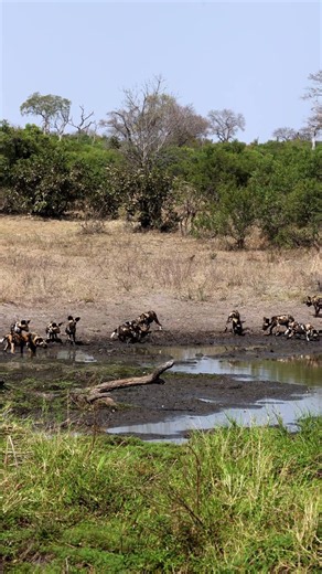 Wild Dog Pups Arrive at the Waterhole! 🐾
