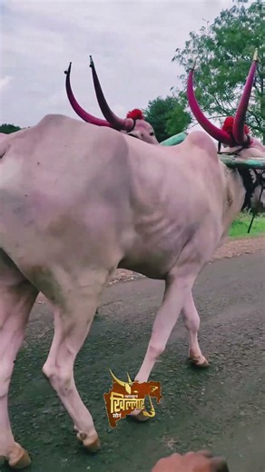 खिल्लार बैल | Khillar Bull Maharashtra पाहताच प्रेमात पडाल असा खिल्लार #karnataka