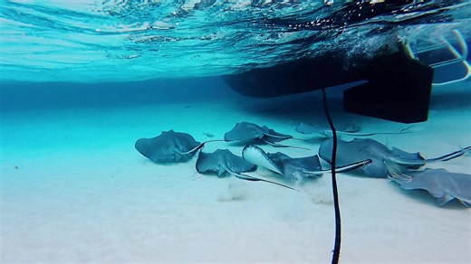 what a beautiful day out with the stingrays!!! Come join us in Grand Cayman @ www.stingraysailing.com #travel #caymanislands #vacation #stingraycity #southernstingray