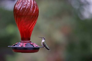 18 Places You Should Avoid Hanging a Hummingbird Feeder