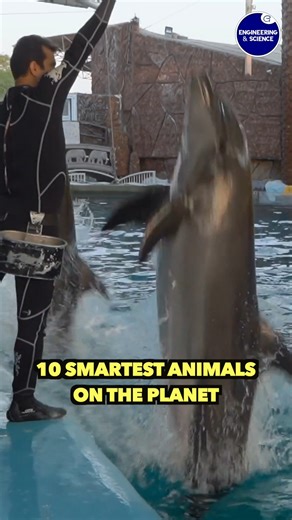 10 Smartest Animals On The Planet | Engineering & Science