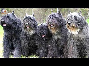 Bouvier Des Flandres Dog Breed YouTube