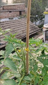 Tiny Green Tomatoes Growing on My Garden Plant 🍅🌱 #shorts #tomato #gardening