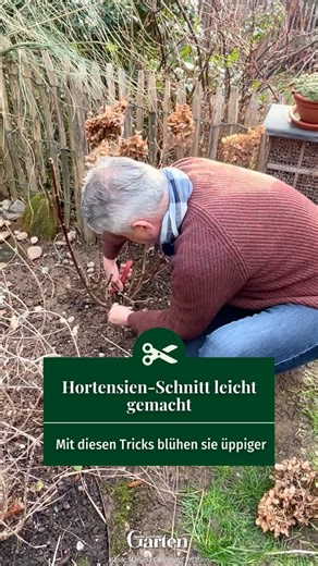 Hortensien schneiden kann ganz schön verwirrend sein – je nach Art gelten andere Regeln. 🤯🌸 Keine Sorge: Wir zeigen euch im Video, worauf ihr wirklich achten müsst, damit eure Hortensien so richtig schön blühen. 💬🌿 #hortensien #hortensie #pflanzen #garten #meinschönergarten | Mein schöner Garten