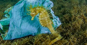 El caballito de mar resiste en las aguas de Andalucía