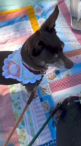 2.4K views · 2.4K reactions | Download our Dazey Daisy Bandana pattern with @bootscootincrochet. Get the free pattern here: https://www.premieryarns.com/products/premier-yarns-x-boot-scootin-crochet-dazey-daisy-bandana | Premier Yarns | Facebook