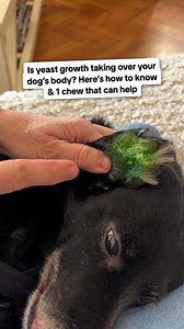 6.3M views · 5.3K reactions | Yeast growth can make a dog's life miserable  Learn below what the key signs of yeast growth are in your dog and the remarkable probiotic chew owners are using to help  | PetLab Co. | Facebook