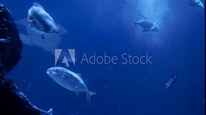 Turtle in big aquarium