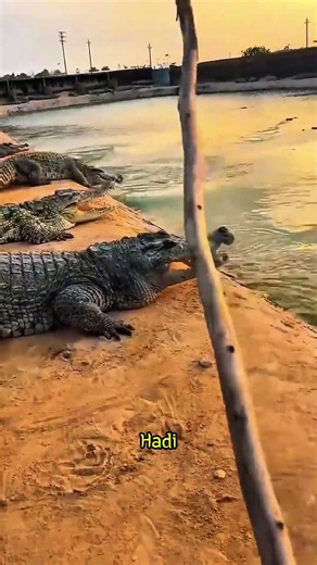 Panic broke out when the crocodiles got out of the pond! 🐊😱😂