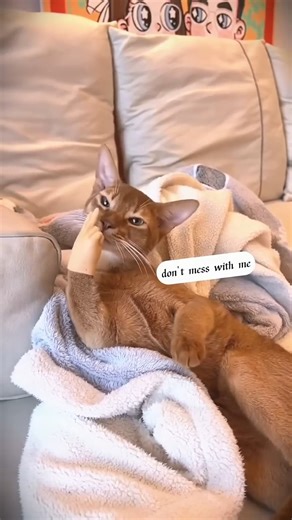 Cat wearing a toy hand#cat #funny #pets #cute | Pet park
