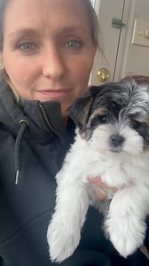 Adorable little morkie puppy. This sweet girl is one of our registered designer Morkies. Parents are genetic health tested, she is potty trained and raised around our sweet little toddlers in our home. Isn’t she darling? | J&O Puppies Small Dog Breeds