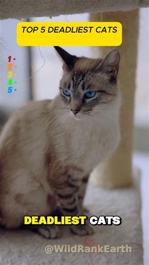 The Deadliest Cat Is NOT a Lion 😳 #shorts #cats #wildlife #animalfacts #ranking #