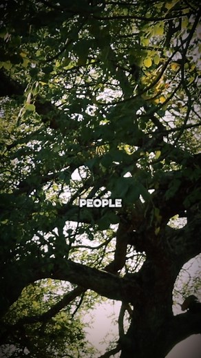 25K views · 488 reactions | Did you know why this old wooden door is attached to this 4,000 year-old Crowhurst Yew in Surrey? #history | Exploring GB | Facebook