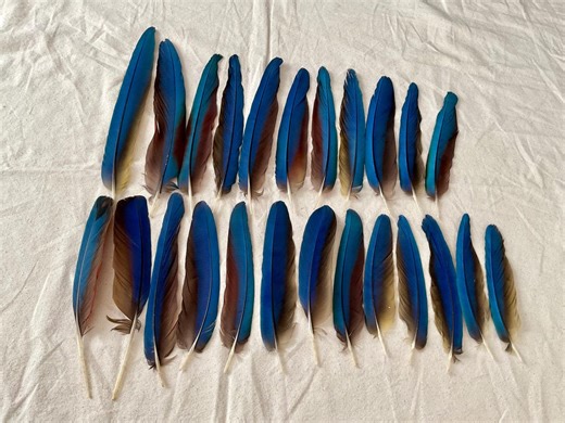 24pcs. 7” - 14” Molted Macaws Feathers - Etsy