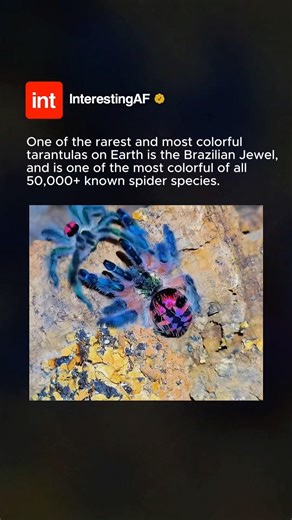 The Most Colourful Spider On The Planet! 🕷️