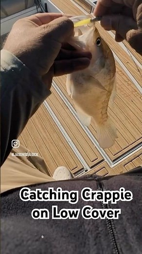 Catching Crappie from “LOW COVER”