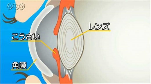 目のしくみは？ | NHK for School