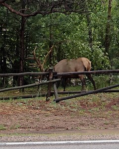 Why do bull elk rub their antlers against trees 🦌🤔 | Furry Tails