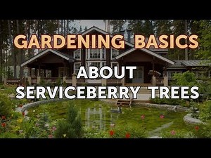 About Serviceberry Trees