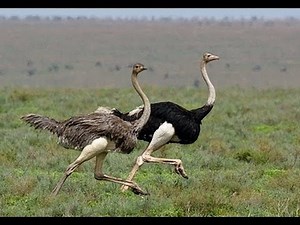 Ostrich Run!
