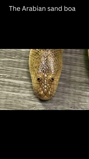Arabian Sand Boa: Facts, Habitat, and Behavior