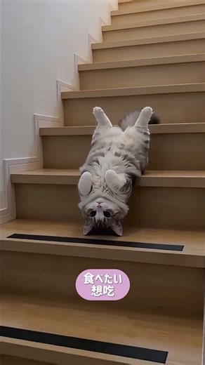 周知の事実ですが、猫は液体です。 #ねこミミ #cat #猫動画 #猫のいる暮らし