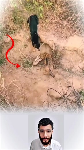 صرخة الأم… تجعل حتى الذئاب تهتز #viral #youtubeshorts