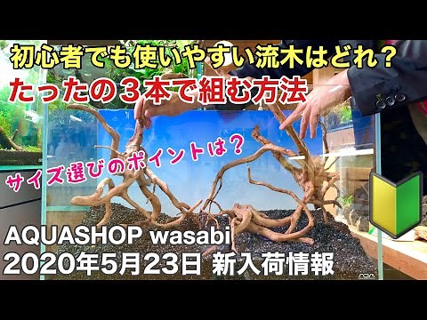 初心者でも簡単！水草水槽レイアウトの作り方 ２０２０年５月２３日 AQUASHOP wasabi新入荷情報 熱帯魚・ネイチャーアクアリウム・立ち上げ・ADA ブランチウッド・ホーンウッド構図解説