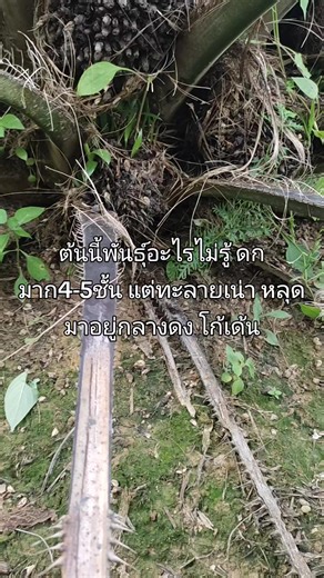 #เทรนด์วันนี้ #ป้ายตรัง #เด็กใต้ #ตรัง #สวนปาล์ม
