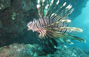 Joint project to address invasive alien species at seas