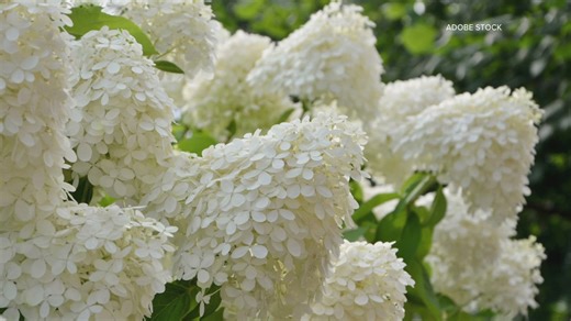 Hydrangeas: What to know about pruning in the fall | Garden Smart