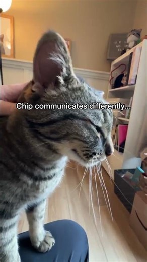 Why Do Cats Love Butt Bongos So Much?