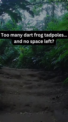 @thefrogfatheruk on Instagram: "Too many dart frog tadpoles… and no space left? So I built vertically. This is my Tadpole Tower — a simple drawer system turned into stacked micro-nurseries. Each tadpole gets its own space, gentle light to keep a natural rhythm, and enough darkness to feel safe. Space saved, stress reduced, tadpoles thriving. Would you run one? Comment “TOWER” if you want the build guide. #dartfrogs #tadpoles #dartfrogbreeding #vivarium #frogkeeping"